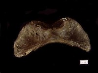 藏品(牛第一頸椎)的圖片